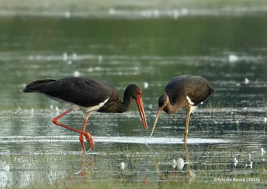 Cigogne noire (Ciconia nigra) en posture d'affût sur une berge de la vallée de la Semois