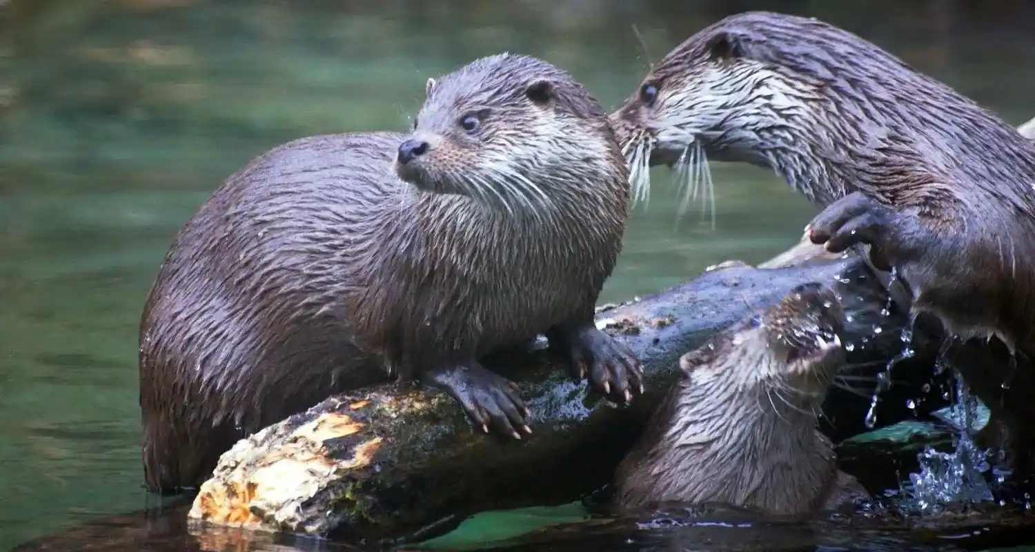 Martin-pêcheur et loutre : la faune observable en kayak sur la Semois